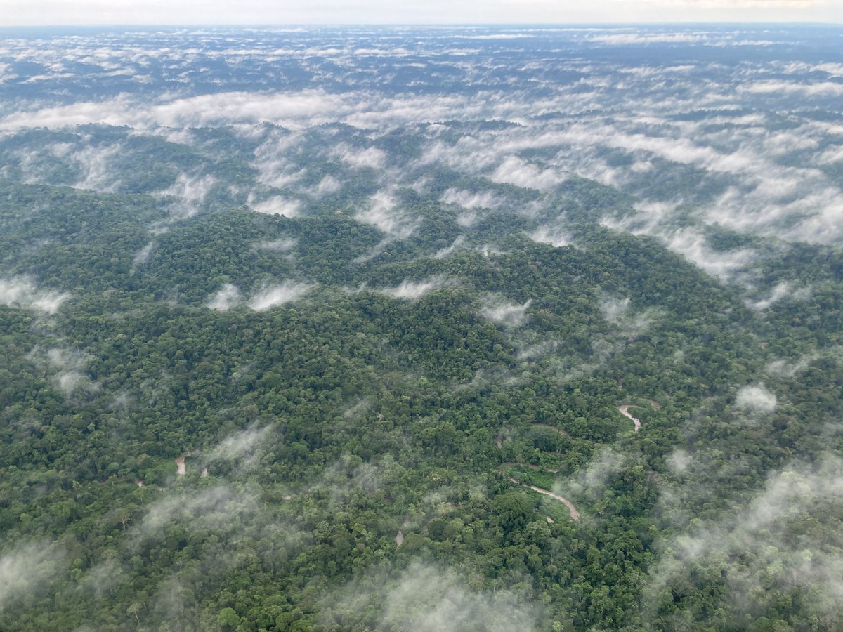 Florida Museum tweet media