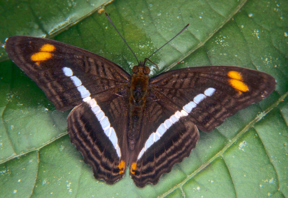 Florida Museum tweet media