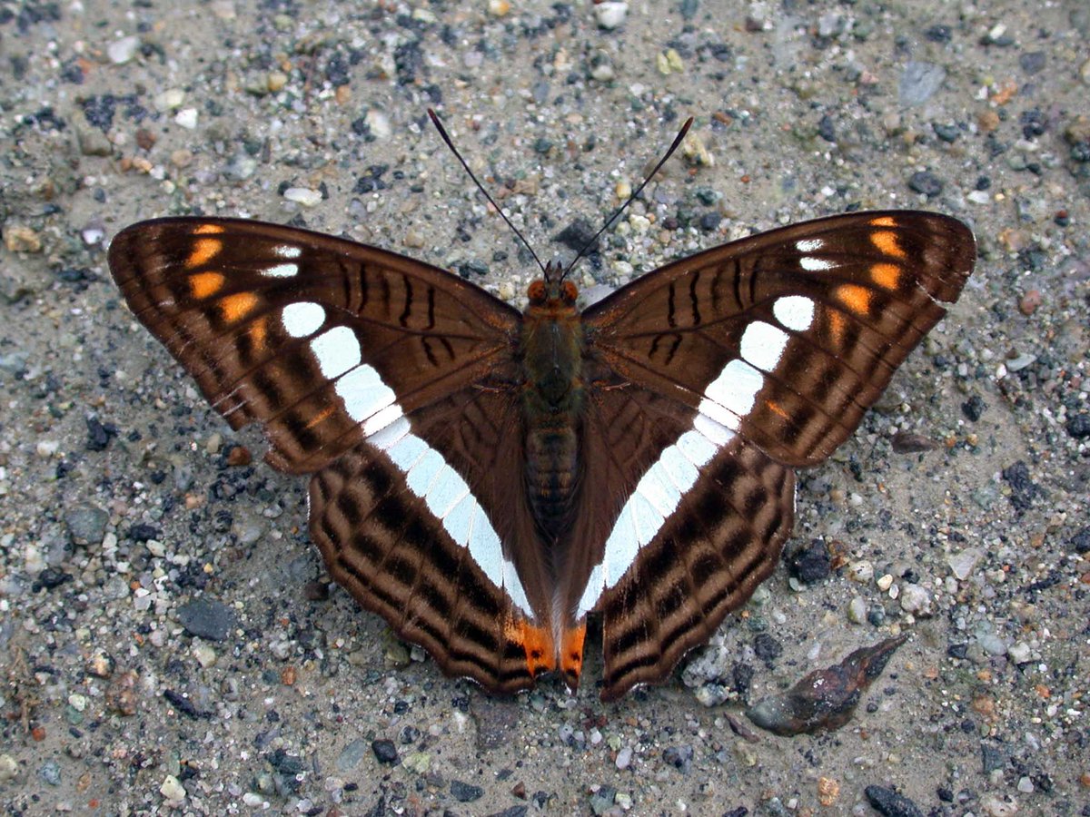 Florida Museum tweet media