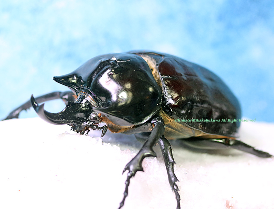 WILDラミレスゾウカブト 1♀をセットしたところまずは2日で健康そうな