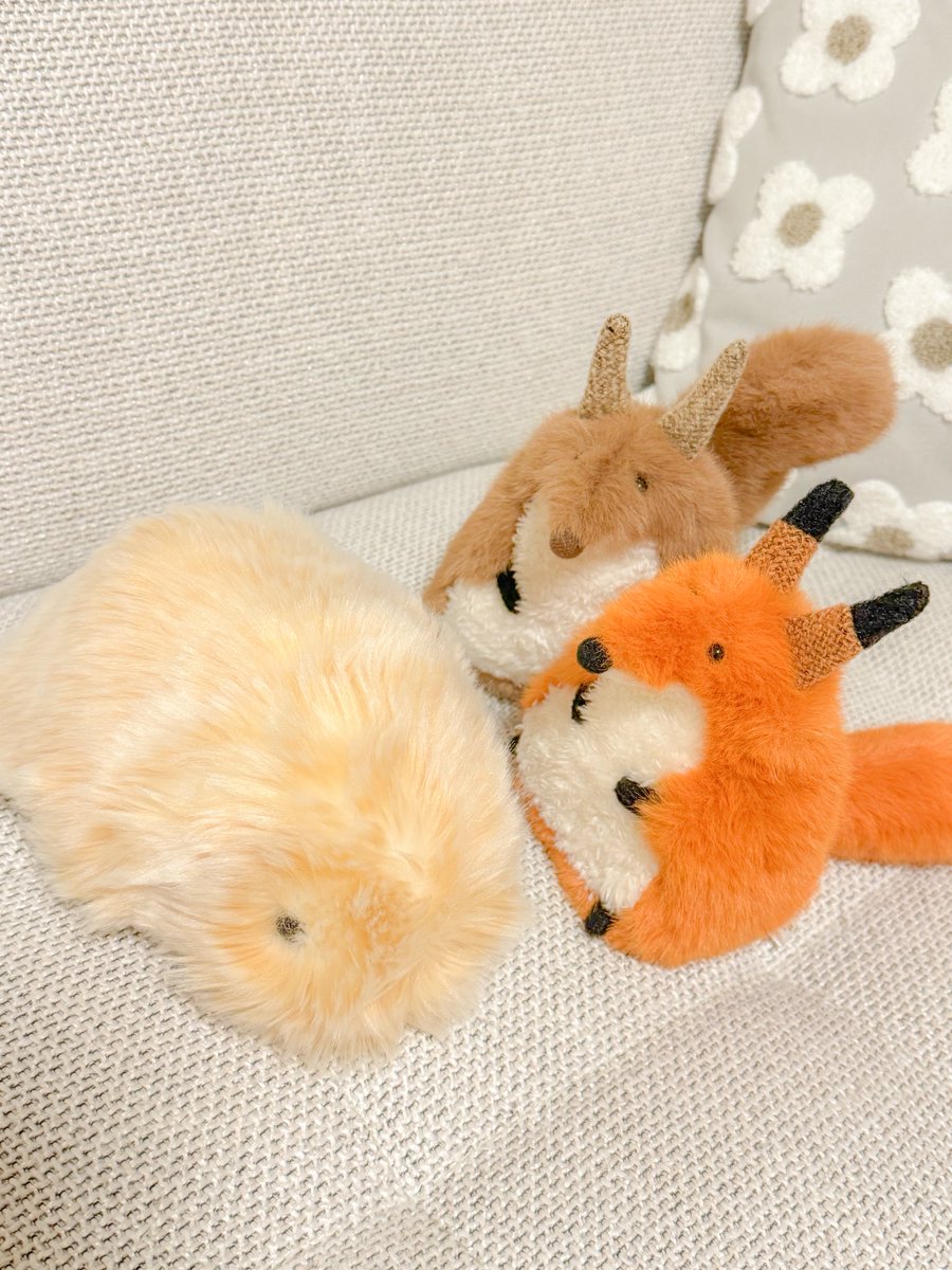 fall_ice_tea__'s tweet photo. きなこもちを眺める https://t.co/asd62UNTOf