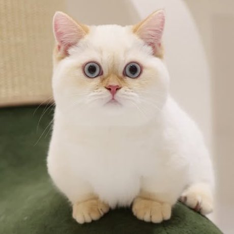 จำลองสถานการณ์ปะป๊านัทเลี้ยงพี่จิ 

🥜: ไหนพี่จิเรียกปะป๊าสิ้ 
🐈: …. 👁️ᆺ👁️
🥜: ปะป๊า 
🐈: น้าท 👁️ᆺ👁️