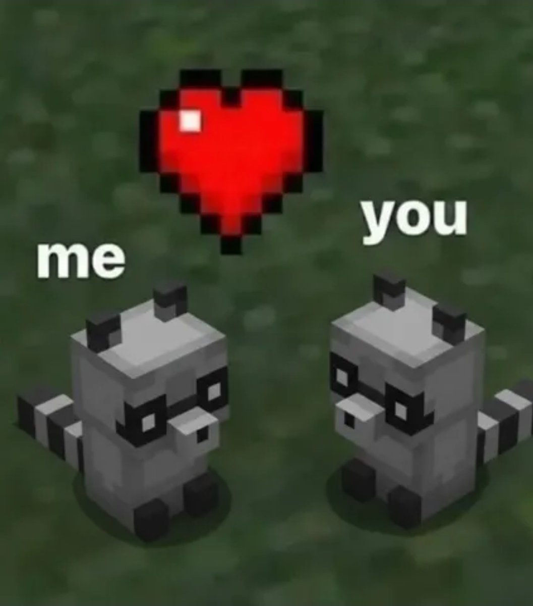 Why you should have a Raccoon (@shouldhaveracc) on Twitter photo 