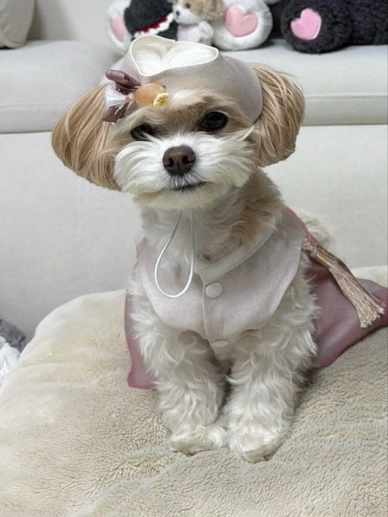 RT @empathly_: full fur babies update!! 🥰 the Park the Doh