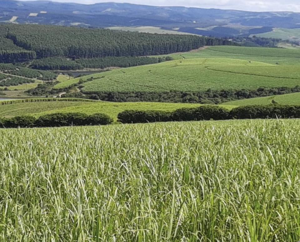 Lolita721611021's tweet photo. 🇿🇦After 134 Years Of Operation. Tongaat Hullet Is Shutting Down. They Were The Leading Producer Of Sugar In South Africa. An Estimated 25 000 Jobs Will Be Lost‼️ 
I'm guessing they will be sustained by the R350 grant.
This is what the ANC calls progress... Having the social grant spendathon go from R10 billion in 1994 to R2677 billion in 2025 ! There are now more people on welfare in SA than have jobs.