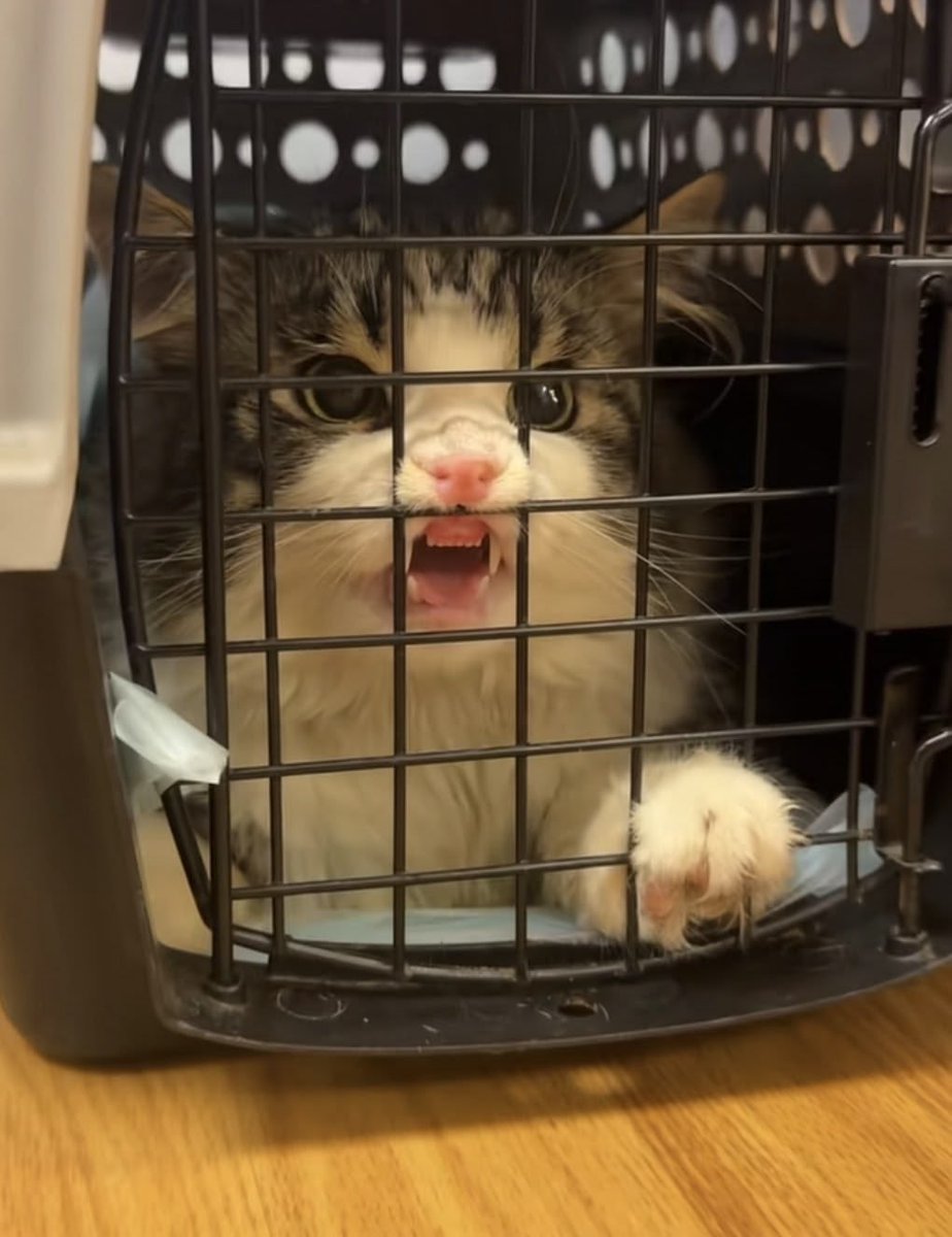 He's off to the vet now 😂