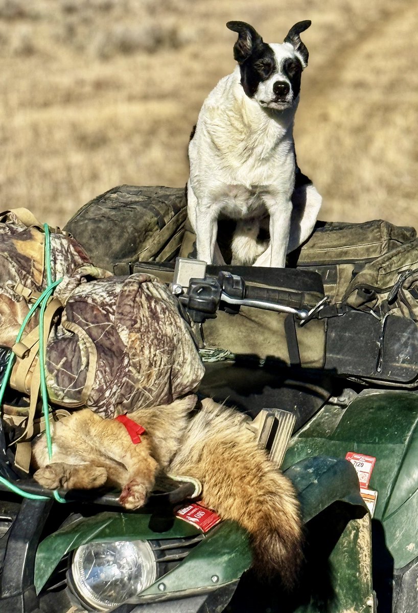 Sully is so courteous. “Let’s go for a ride,” he said to the coyote. “It’ll be fun.” I don’t think the coyote agreed. 
 <a href="/BergaraRifles/">Bergara</a> <a href="/TeamHornady/">Hornady</a> <a href="/HuntStand/">HuntStand</a> <a href="/WildlifeHunting/">Wildlife Research</a> <a href="/MuddyOutdoors/">Everything Muddy</a> #coyotehunting #bordercollie