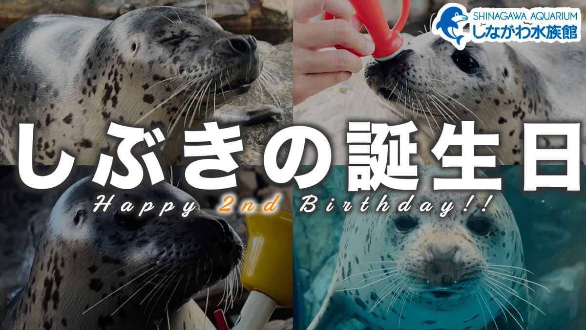 Shinagawa_Aqua's tweet photo. ＼しぶき2歳の誕生日／
2月20日(金)23:38に併せて記念動画をプレミア公開します🎂
なお、カウントダウンの時間を含め、23:36に公開いたします。ぜひリアルタイムでご覧ください🦭
https://t.co/gpJSpOxsiy https://t.co/HFwsxf3AfQ
