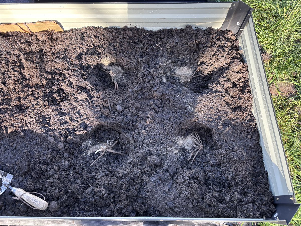 tonypaulway's tweet image. Raised beds filled with muck. Shallots and asparagus planted! Onions doing well. Rhubarb coming through?! #allotment