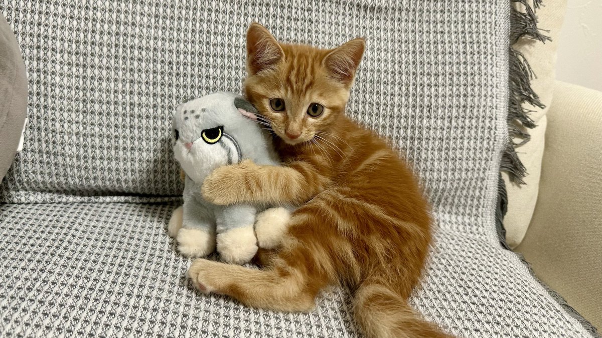 子猫のちびちびパヤパヤ期を毎晩眺めては酒を飲むんですが本当に可愛すぎる…今も可愛いんですけど…！