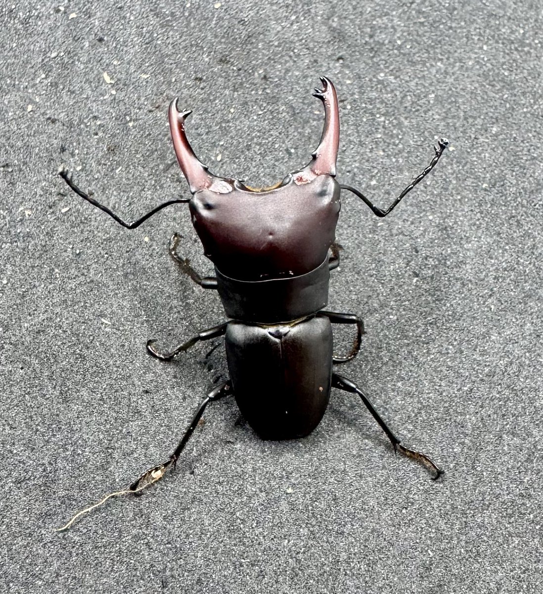 かぶぶくわわ (@mushi_lowkun) / Posts / X