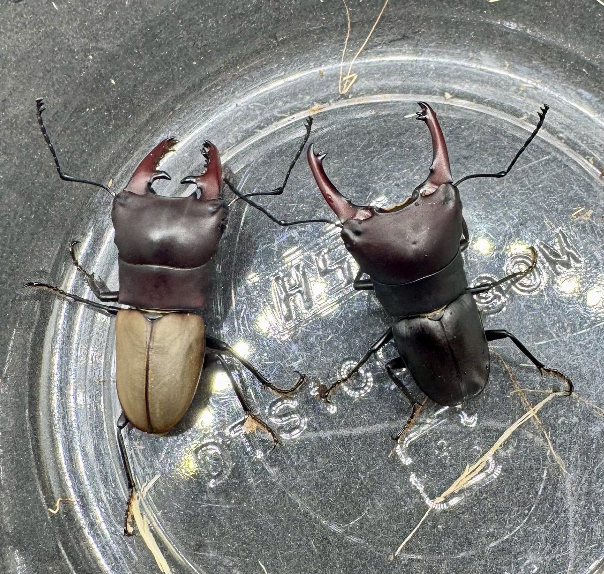 かぶぶくわわ (@mushi_lowkun) / Posts / X