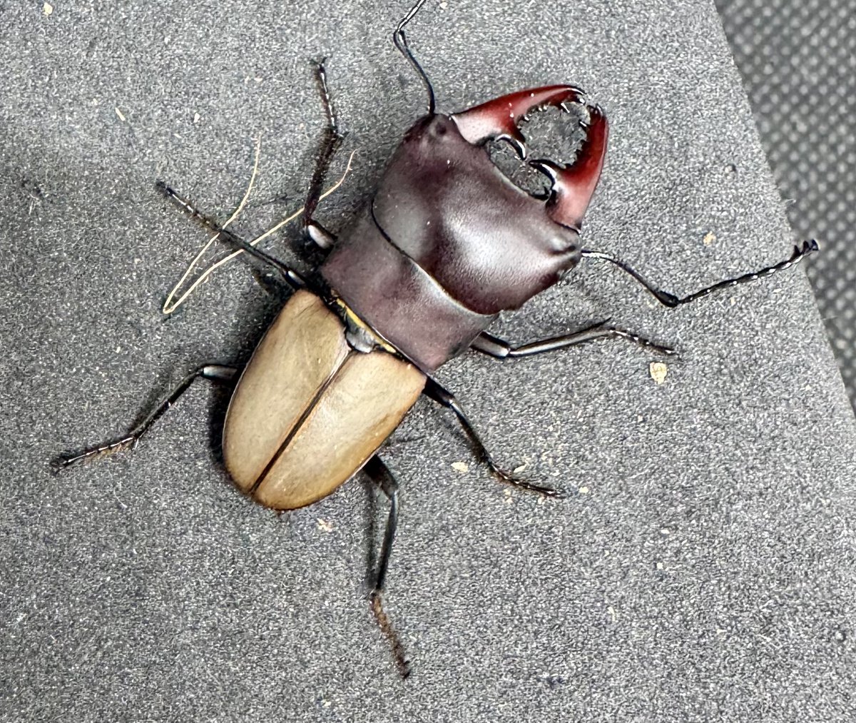 かぶぶくわわ (@mushi_lowkun) / Posts / X