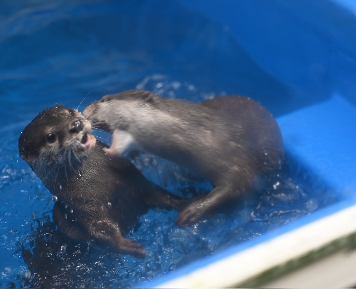 あっ！
意外と凶暴な動物コツメカワウソ
#カワウソ #コツメカワウソ #越前松島水族館 2025.09.13