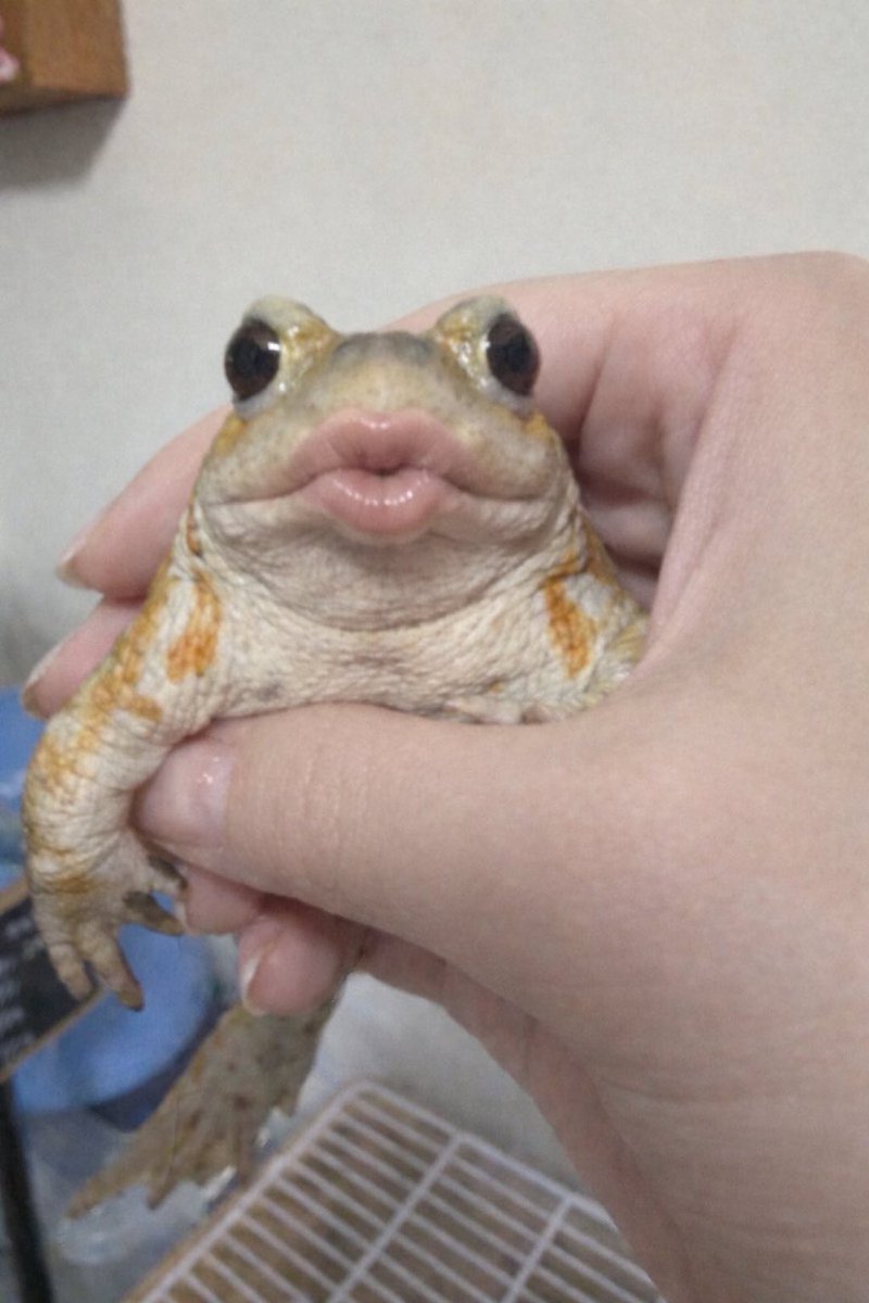 RoboSnop tweet media