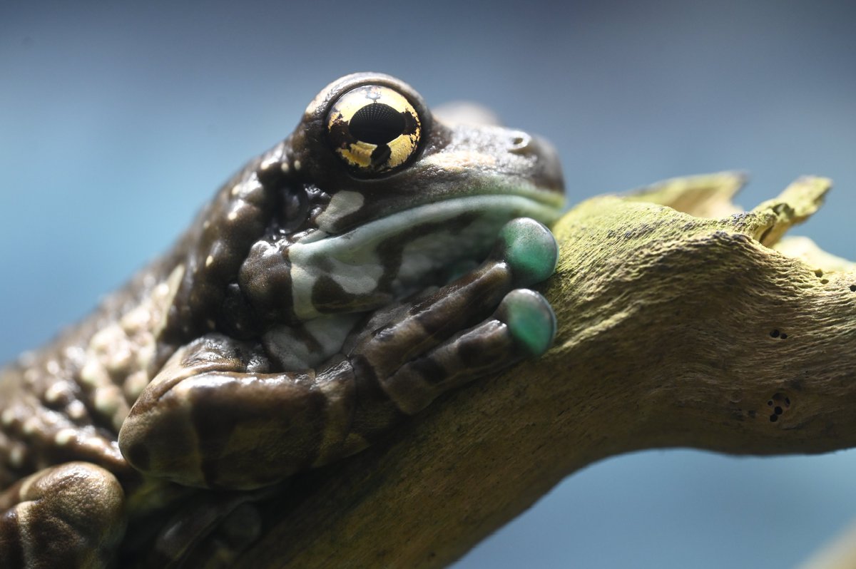 ミルクのような毒液を出すミルキーフロッグことジュウジメドクアマガエル
その瞳は金色、その指は翡翠色
#カエル #ジュウジメドクアマガエル #ミルキーフロッグ #越前松島水族館 2025.09.13