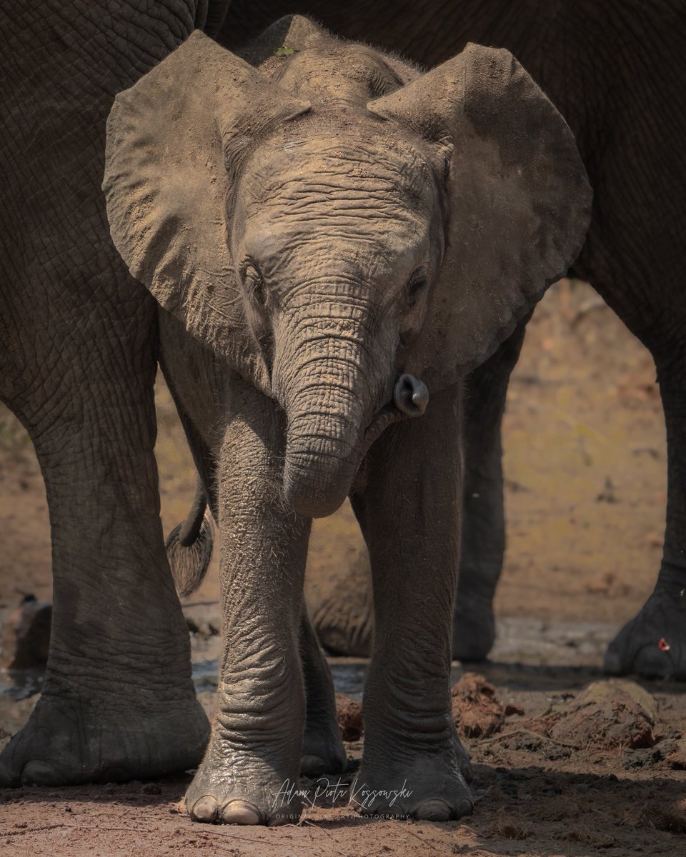apkossowski's tweet photo. Midday in Thornybush. The mud was already cracking when the herd arrived.

The calf saw us first and stepped inward. The adults closed ranks around it.

A living wall of protection.

In elephant society, safety is position. 

Inner Circle. 🐘

#AfricanElephant #KrugerNationalPark https://t.co/S1UFcoKibT