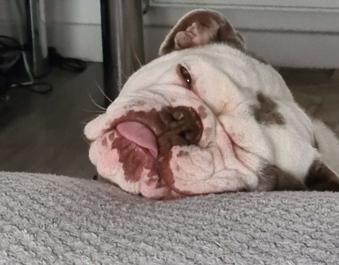 Joe Corr tweet media