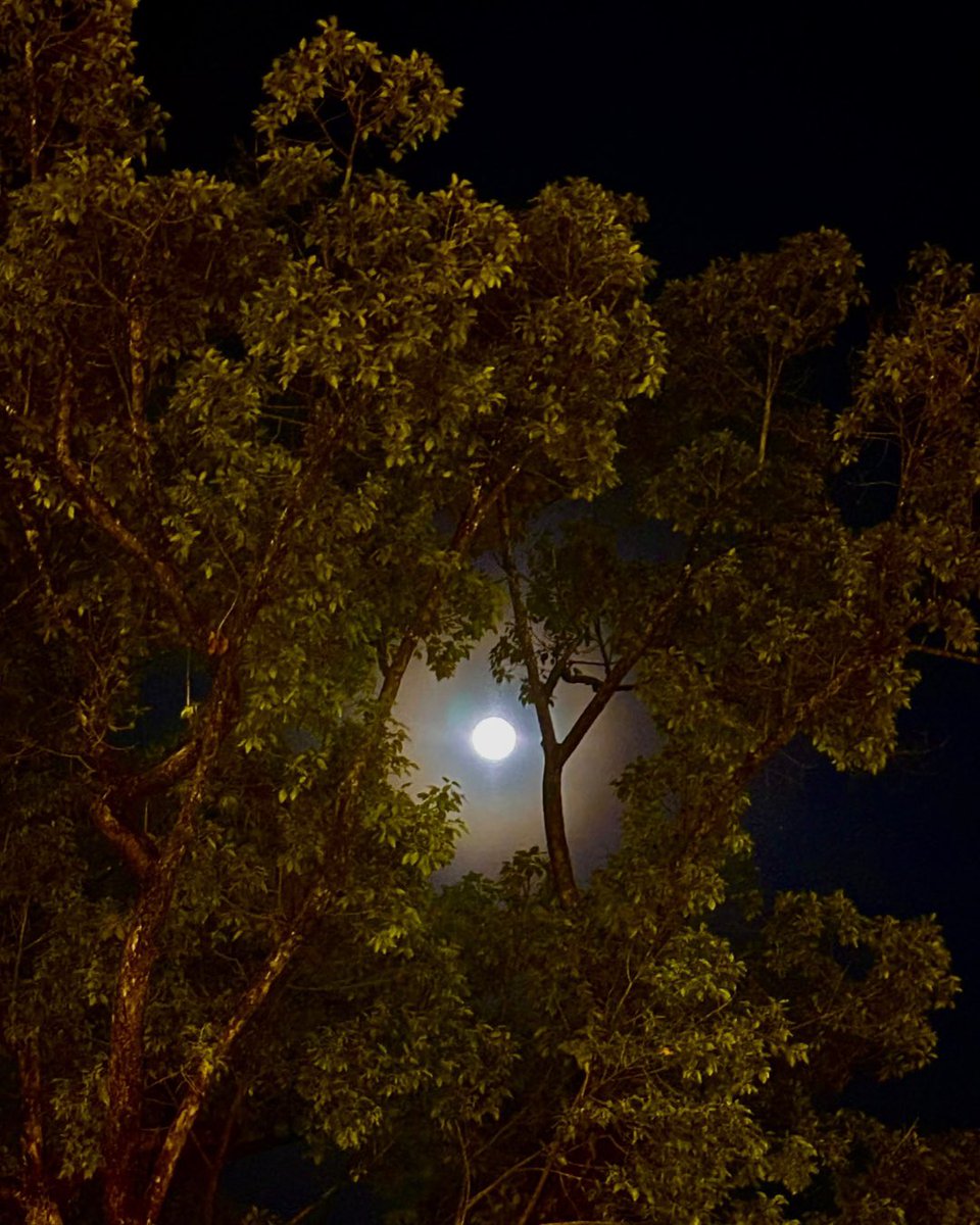 Monoreena Acharjee Majumdar tweet media