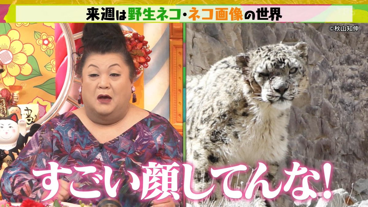 猫B まつこ 来週は野生ネコ＆ネコ画像の世界 #マツコの知らない世界