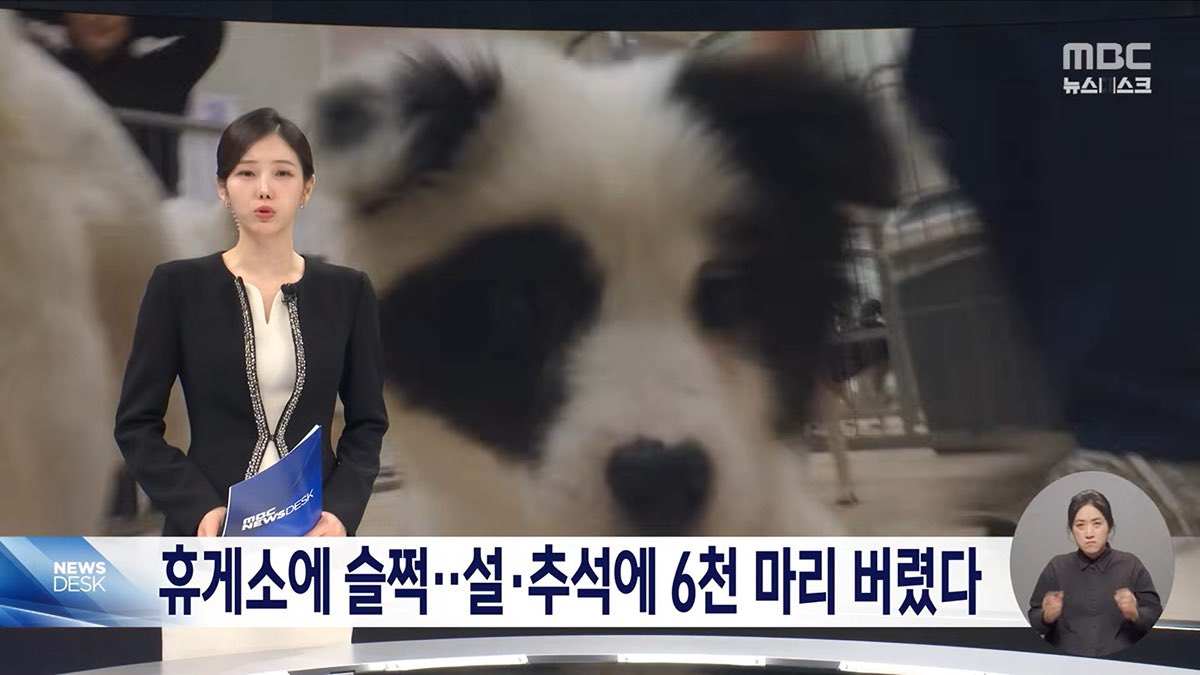 미쳤나봐 6천마리나 버려졌다고?
사람새끼냐