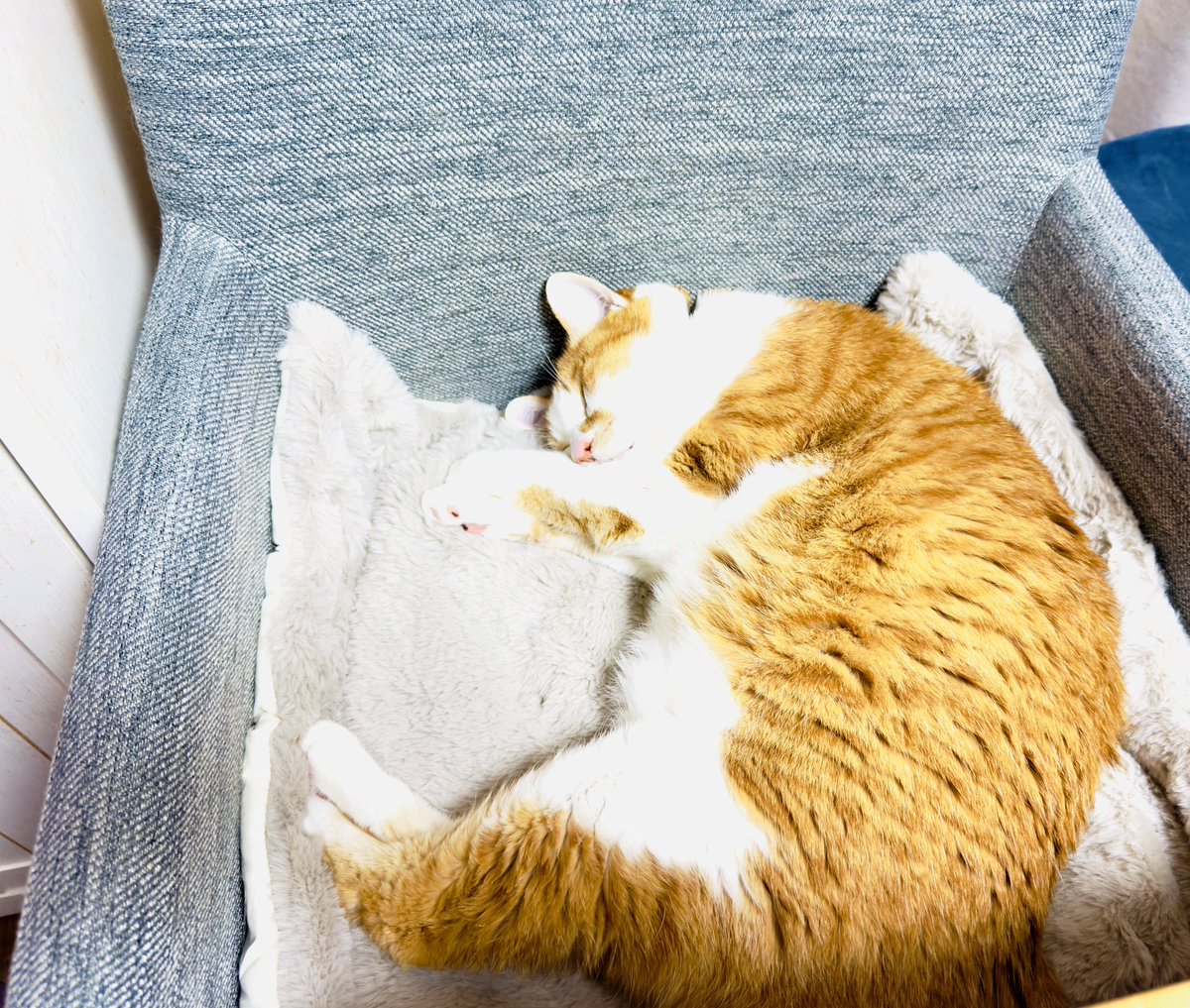 やっぱりキミは大きいなぁ…🤭 #猫好きさんと繋がりたい #猫のいる生活