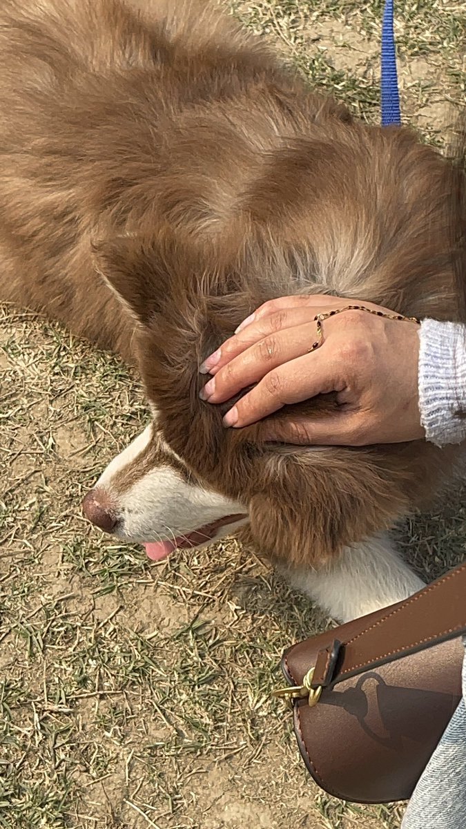mina_haha4's tweet photo. a sweet pet 🫶🏻 https://t.co/PjDAvbospi