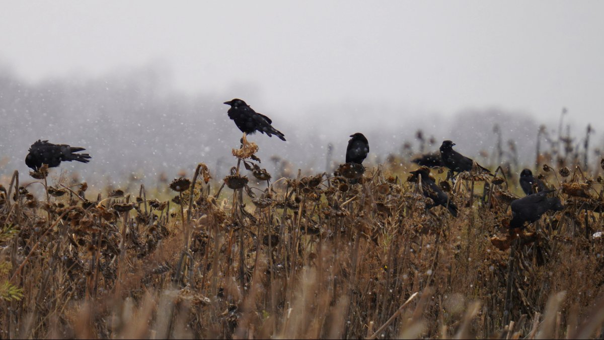 Ernst Seeds tweet media