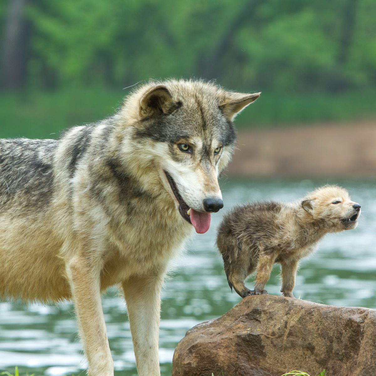 Just a baby!

📸: Stan Tekiela 

#wolf #graywolf #pup