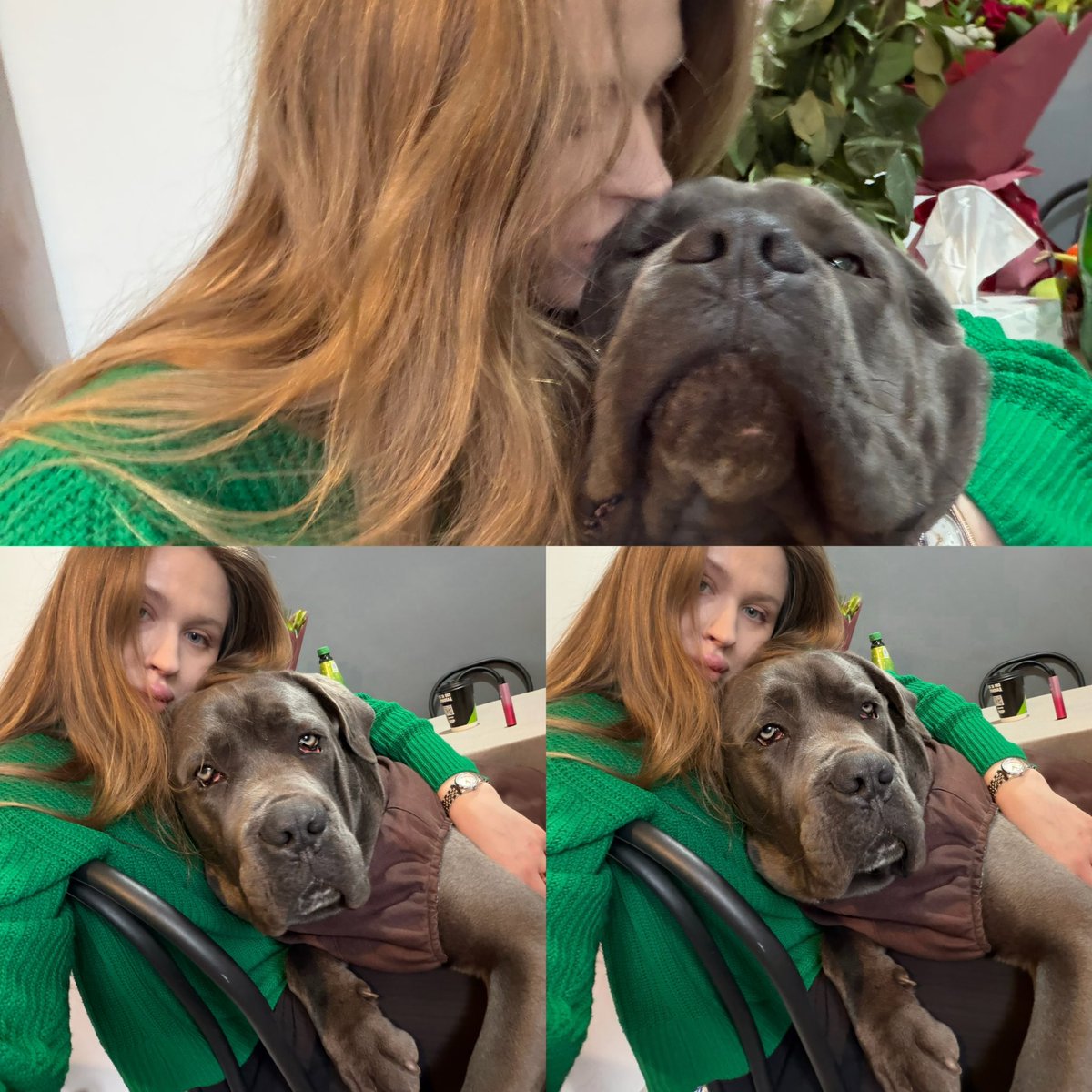 Hello friends ❤️ 
Rocky thinks he is still a small child, although he already weighs more than 40 kilograms 🙂😂 
Unfortunately, our amount remains the same and we still have 1,527$ to raise. 😔😔