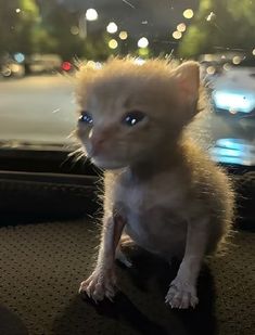 yeah sorry buddy i lied were not going to four seasons orlando were actually going to the vet