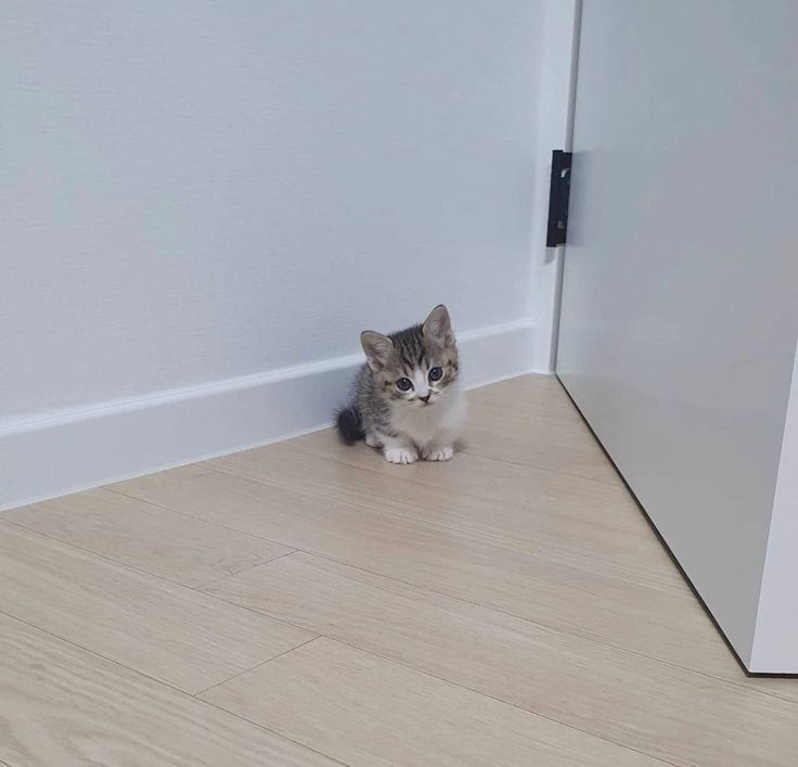 เอ็นดูอ่ะ ตัวเร้กจึ้งนึงเหมือนลูกแมว 🐈‍⬛🤏🏻