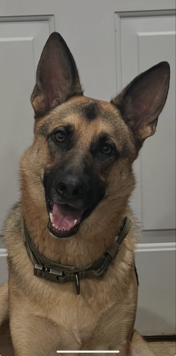 <a href="/AOC/">Alexandria Ocasio-Cortez</a> Nobody cares what you say, we choose dogs over you and Muslims without hesitation EVERY TIME 💯