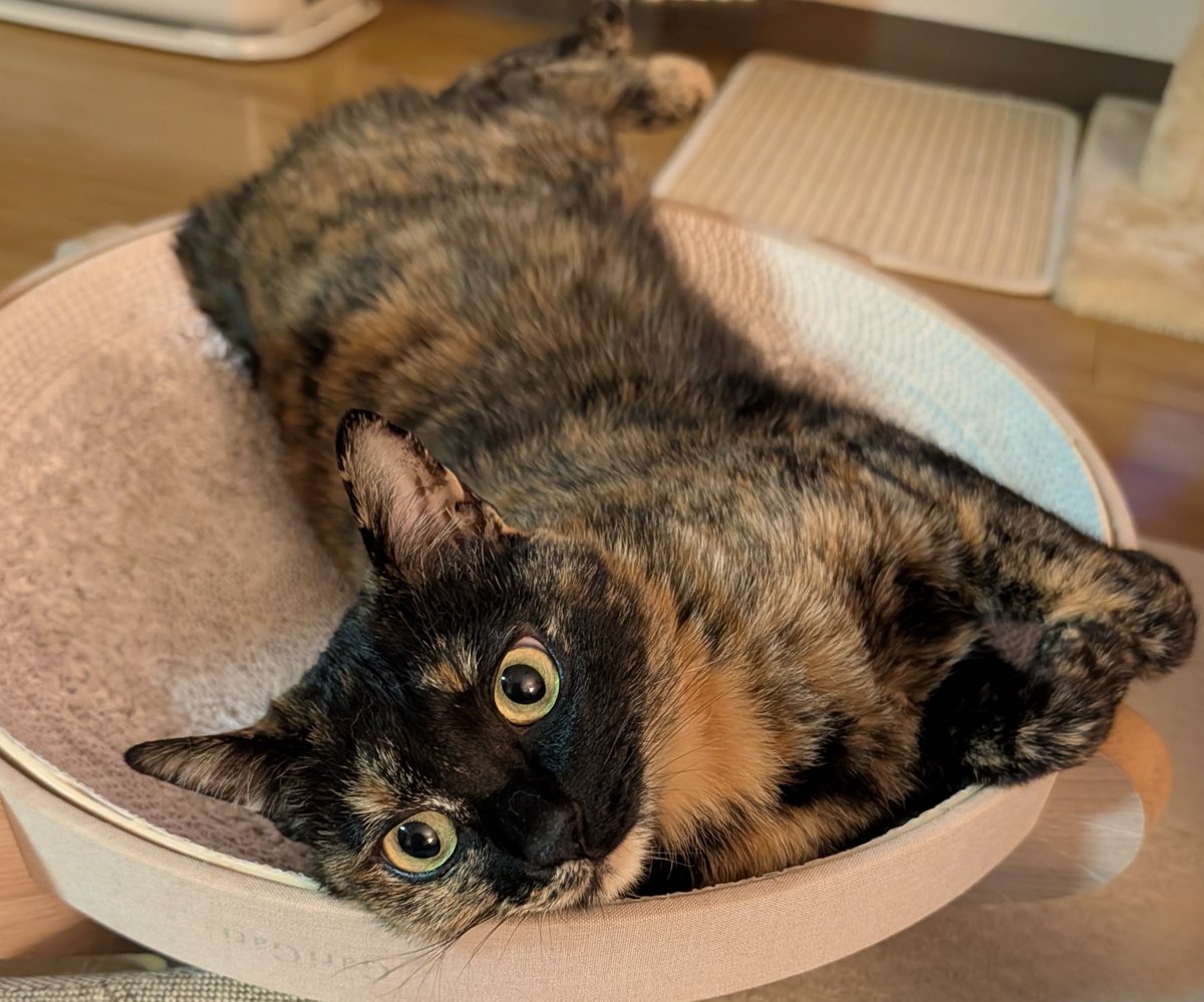 さびニャンズ (@sabinekonyans) / Posts / X