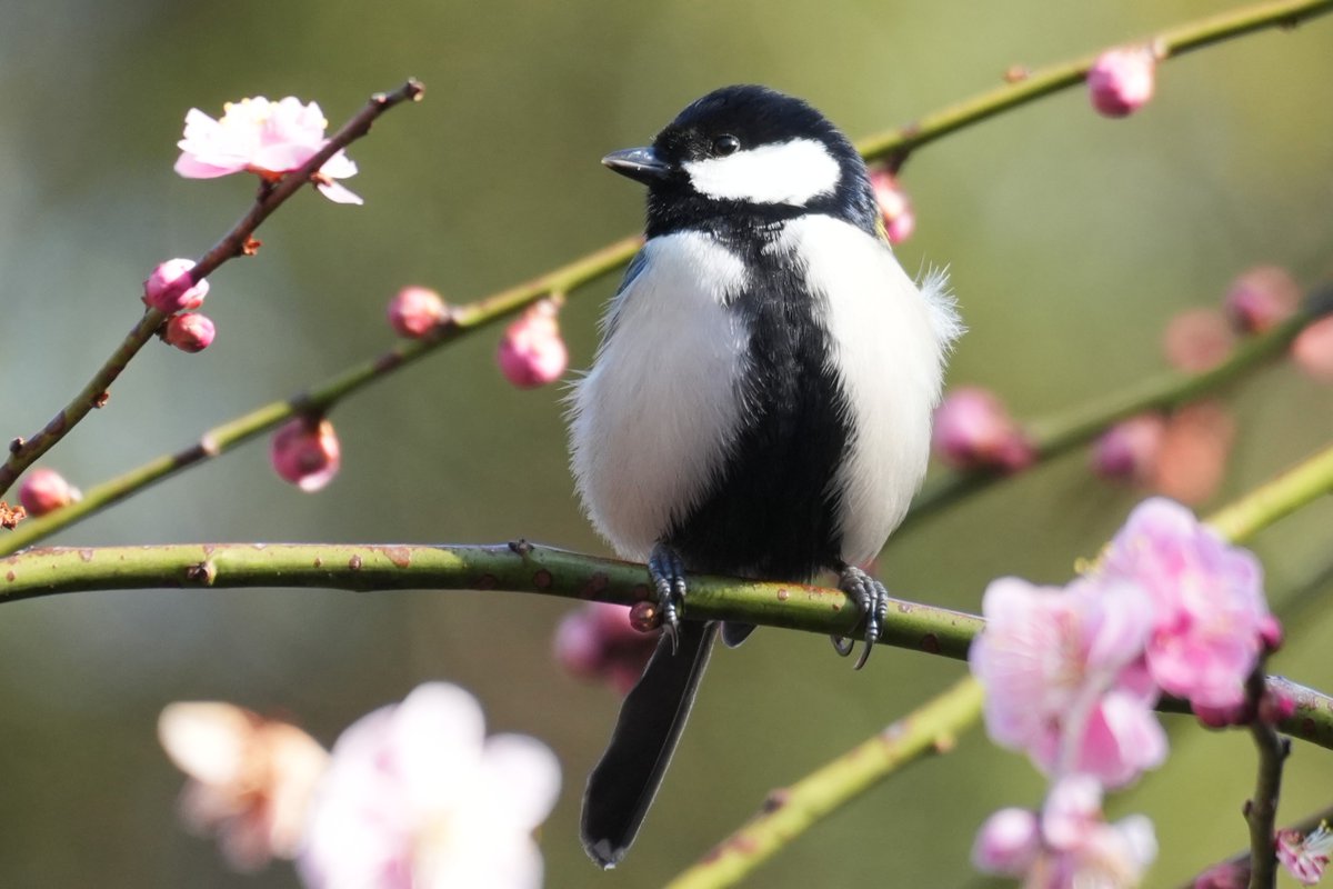 Post by リク on X: 梅とシジュウカラ