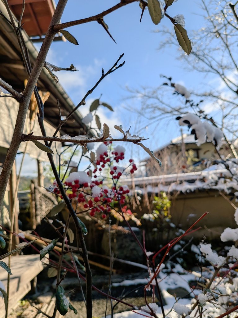 r42156008's tweet photo. Watching the snow melt in Sagano, Kyoto. ❄️☀️
​The winter chill is fading, and the sun is bringing the forest back to life. There's a quiet beauty in these melting moments—where ice turns to glistening drops under the blue sky. 🌿✨
​#Kyoto #Sagano  #JapanWinter #嵯峨野 https://t.co/sEZKcpDzRm