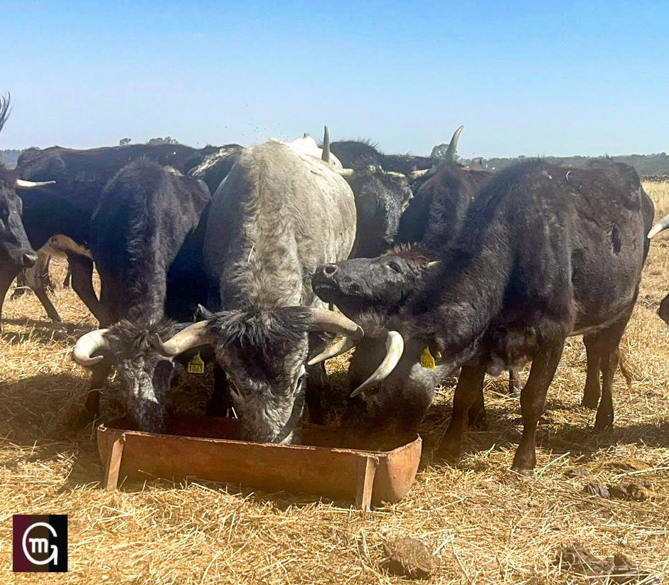 Donde comen dos, comen tres. O bien, como Pancho Villa. #lavidadeltoroenelcampo