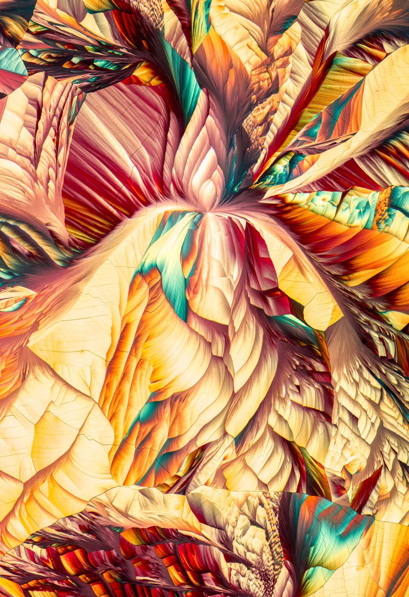 Nikon Small World tweet media