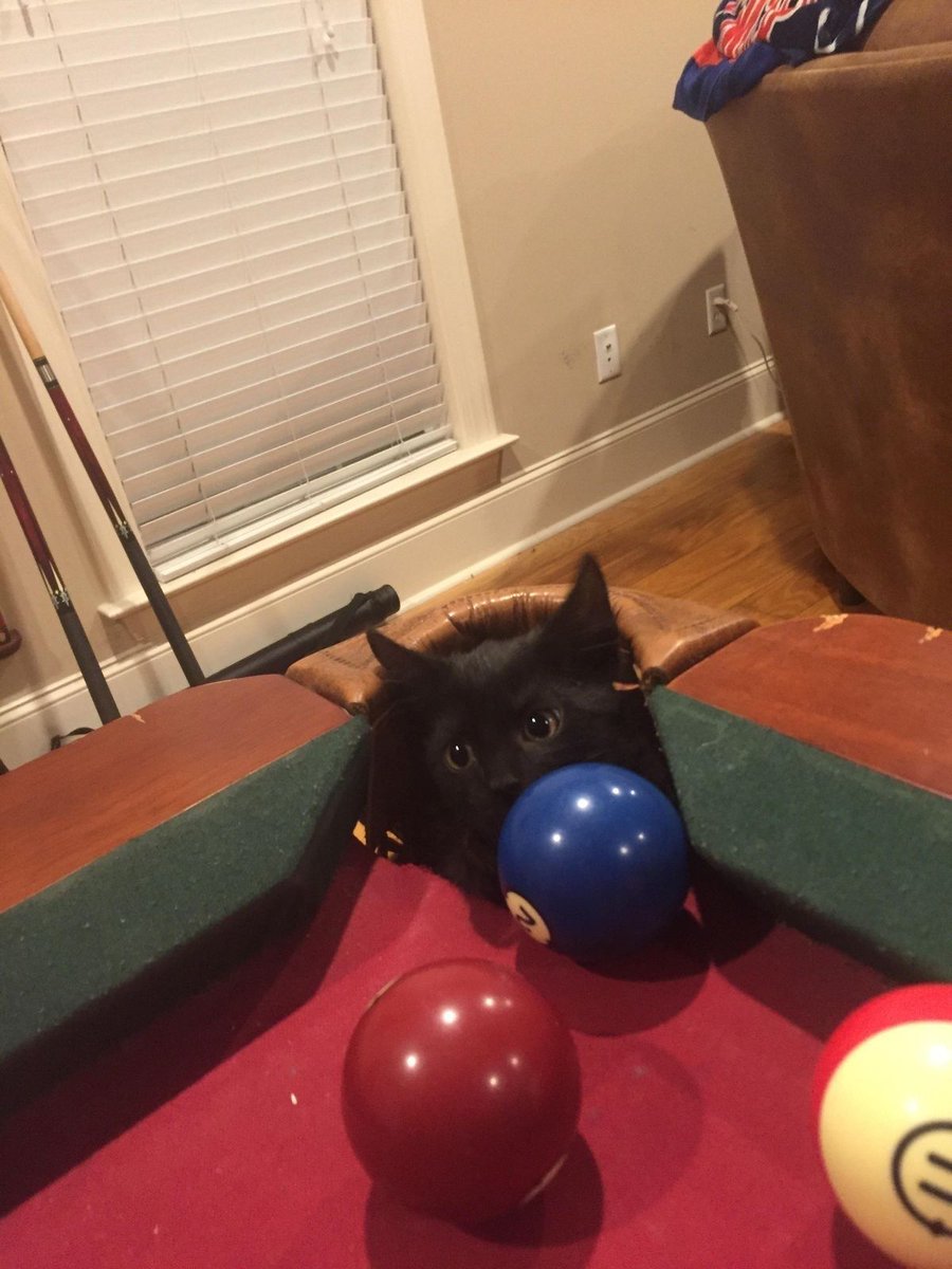 Black cats are not bad luck tweet media