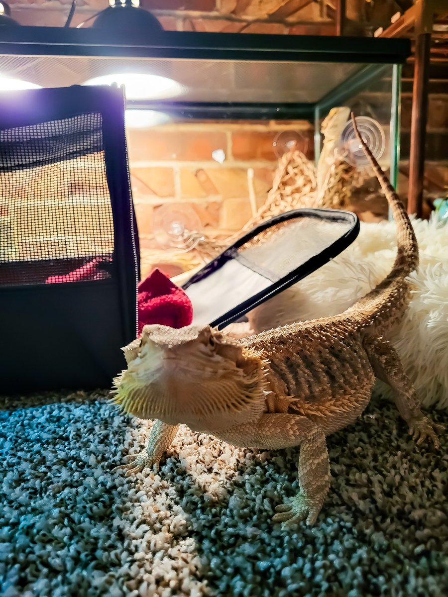 HomeForBeardies's tweet photo. I love when the two rexs get together.

#beardeddragon #reptile #rescue #sanctuary #tulsaok https://t.co/sjbl5wVlwb