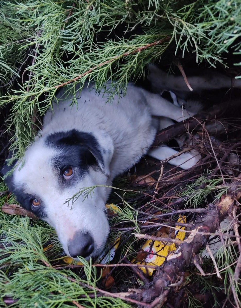 PLEASE SHARE

LUBI is still #missing, an EXTREMELY NERVOUS rescue dog, who escaped from a vehicle on the A3 near Hindhead on Sunday1 5 February 2026

Lubi is NOT to be approached

PLEASE SHARE THIS POST WIDELY ACROSS HINDHEAD / LIPHOOK / HASELMERE / BORDON &amp; ALL surrounding areas