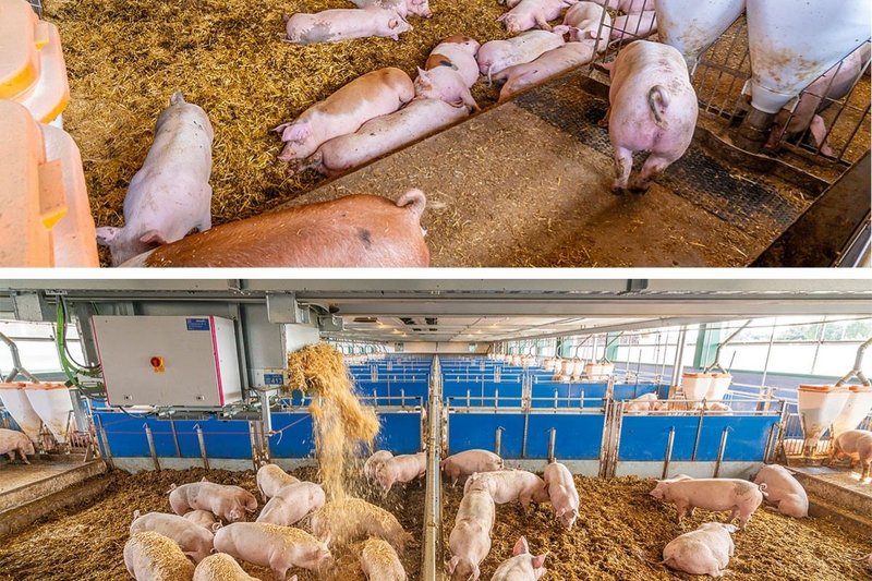 Big Dutchman International tweet media