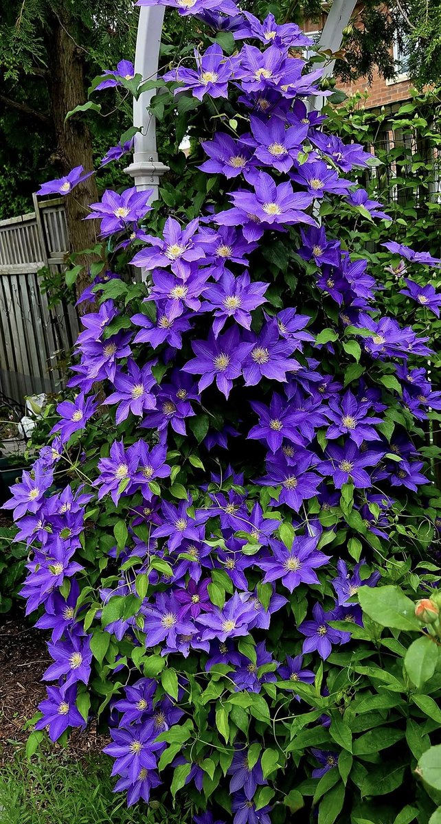 mireya starkenberg tweet media