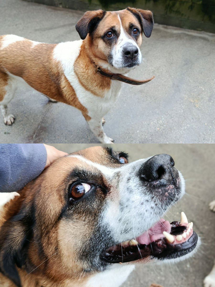 #ACoruña
#LAIKA tiene 9 años. ¡Es una perra de gente!!

Buena, dulce, cariñosa... Se derrite con cada caricia que le das. 
Puede ser tímida al principio, pero tarda muy poco en confiar y no tiene miedos.

Camina bien con correa y le encantan los paseos largos.

Tiene un corazón