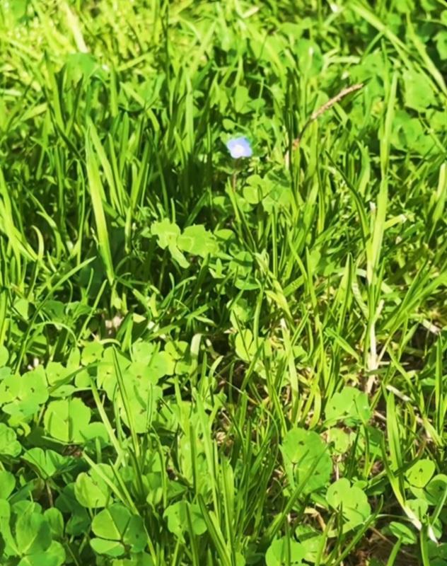 Ne kadar şans getirirse getirsin günün sonunda yoncayi inekler(öküzler)yiyor, papatya danda  tac yapilip kafaya takılıyor🥰🥰
#UzakŞehir #CihAl