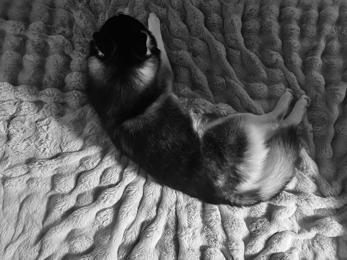 おとび💥シベリアンハスキー🐺(ｶｲﾇｼ:ﾅﾙｺ) (@husky_Oto) / Posts and