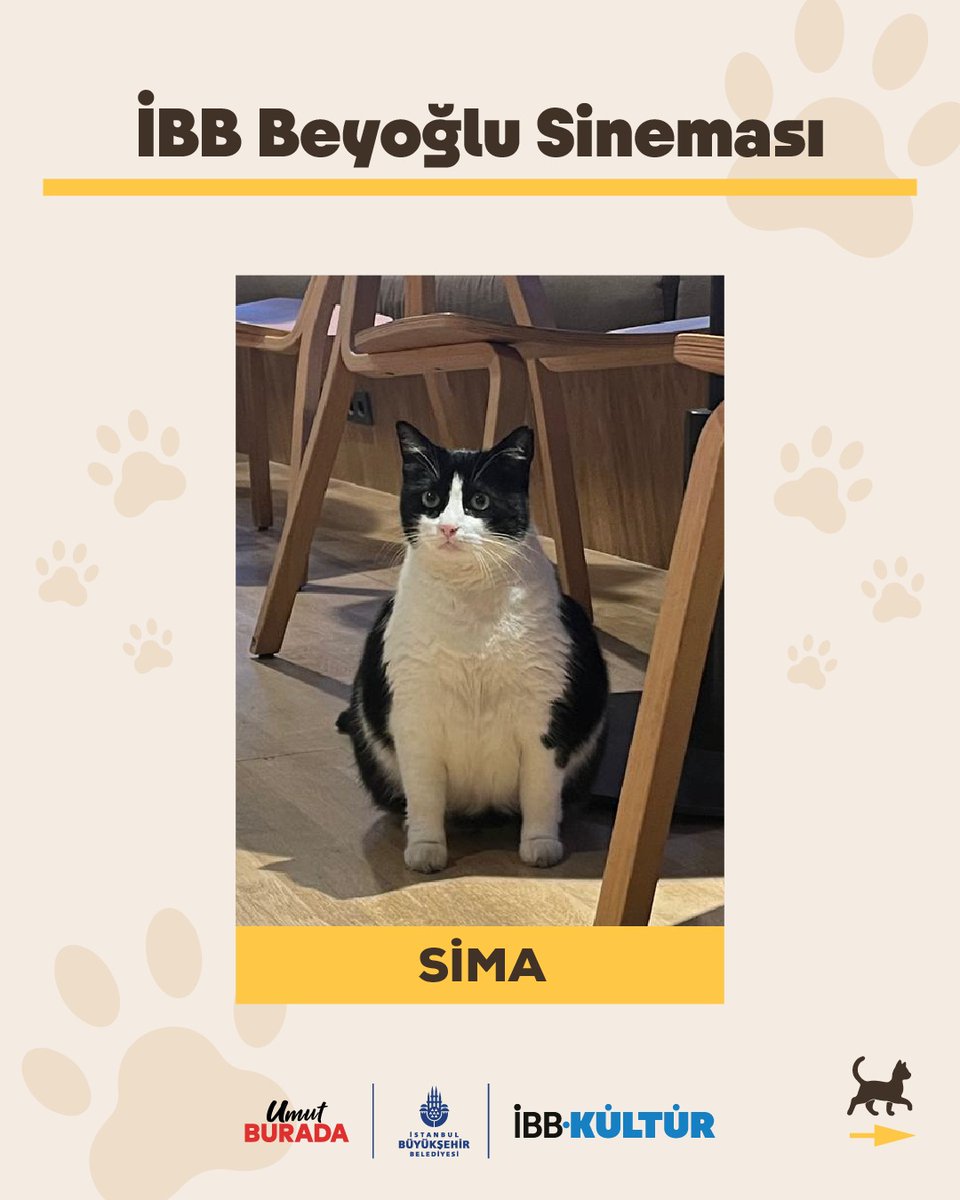 Bugün 17 Şubat Dünya Kediler Günü! 

İBB’nin kültür merkezlerinde, tarihi mekânlarında, kütüphanelerinde sessizce aramızda dolaşan; bazen kitap rafları arasında uyuklayan, bazen provaya eşlik eden, bazen de ziyaretçilerimizi kapıda karşılayan minik mesai arkadaşlarımız var.

Her