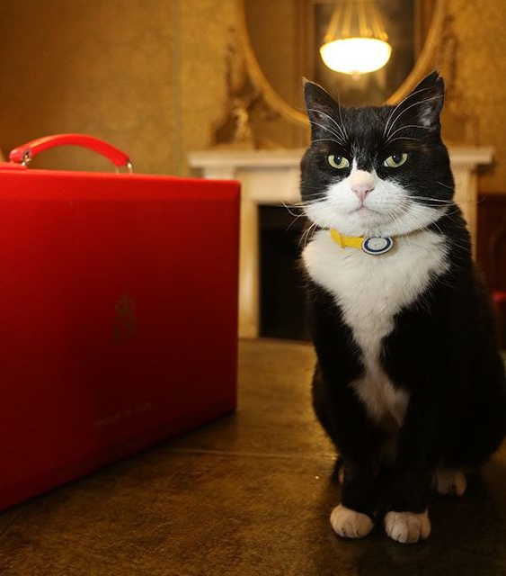 Palmerston the UK's diplomat cat and Foreign Office’s former “chief mouser” has died at his retirement home in Bermuda
