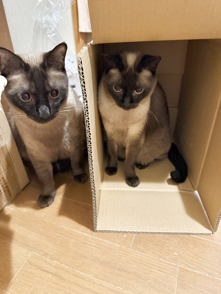 ダンボール（古紙）片付けてたんだけどなぁ…