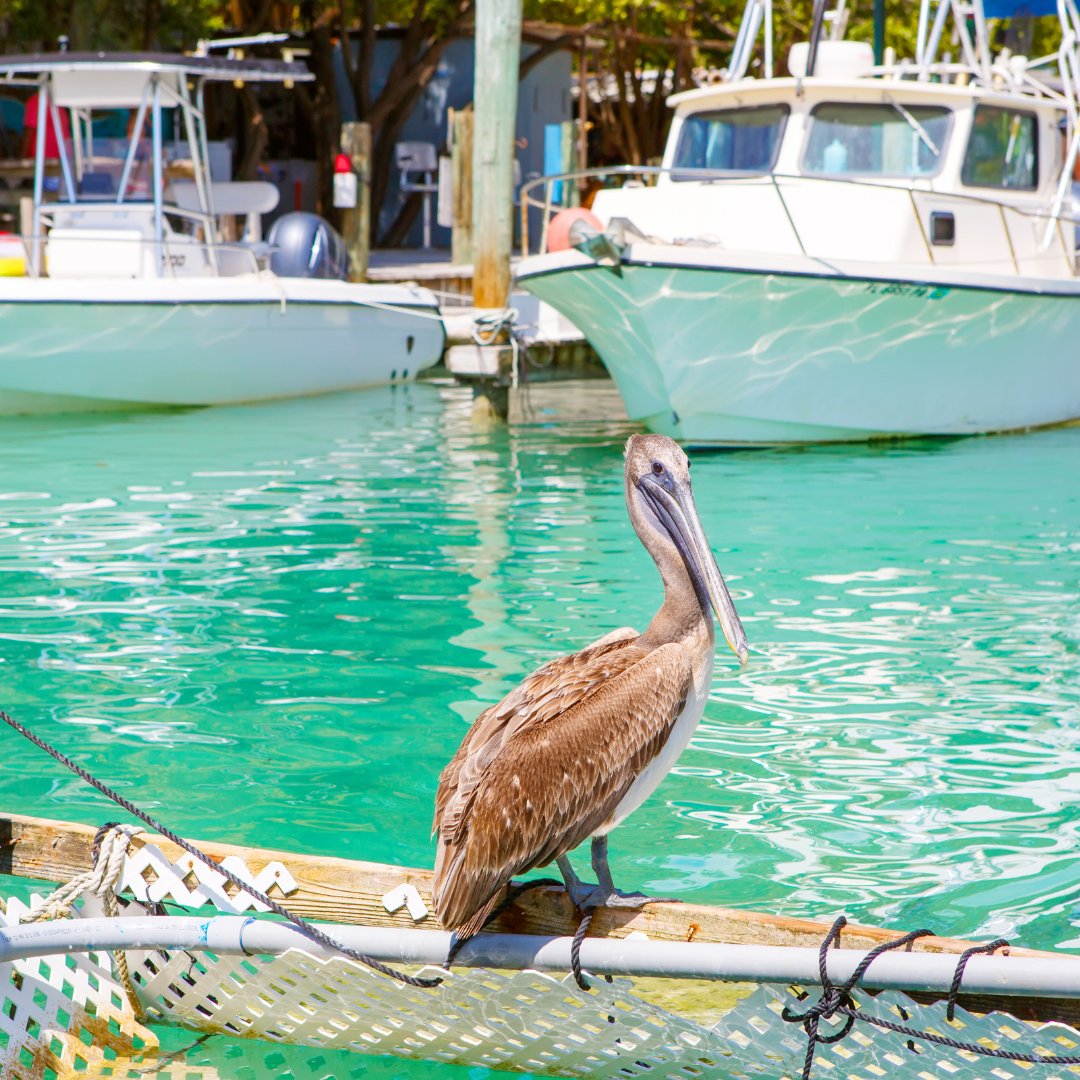 BlueMarlinMotel tweet media